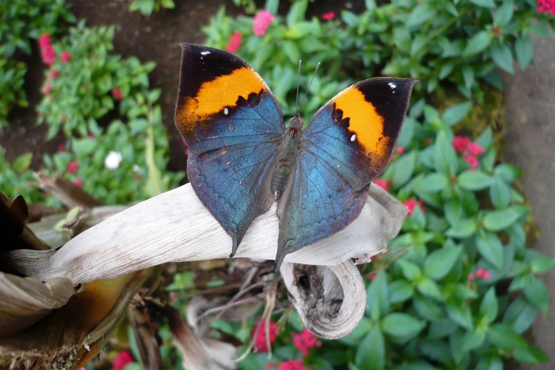 Papillon-vlinder