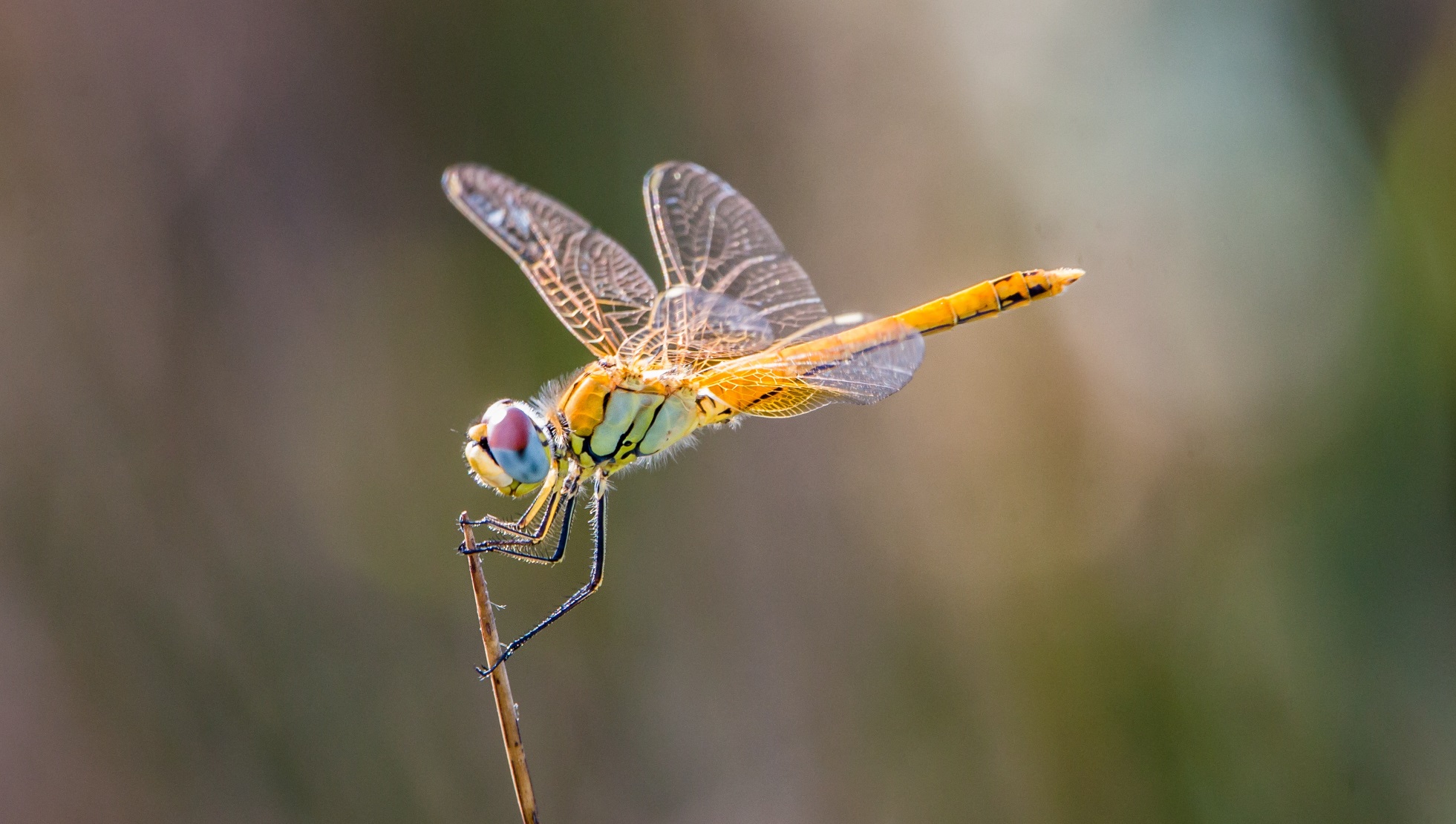 Libelle