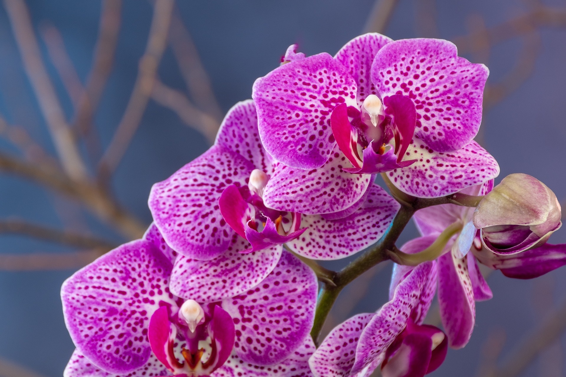 Orchideeën